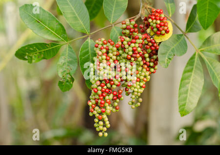 Fruits (berry) of Schinus terebinthifolius, Brazilian Pepper-tree Stock Photo