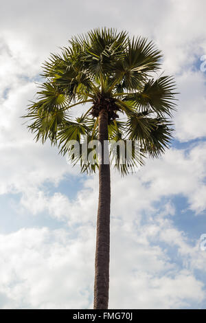 Borassus flabellifer, known by several common names, including Asian Palmyra palm, Toddy palm, Sugar palm, or Cambodian palm, Stock Photo