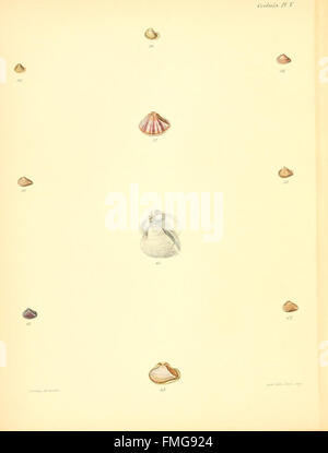 This plate from 'Conchologia Iconica' illustrates the shell structure ...