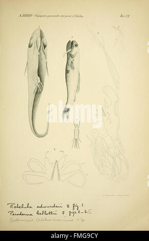 A scientific illustration of copepods found in the Boulogne area of ...