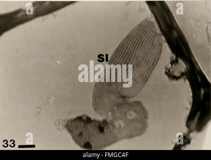 Cytological methods for the detection, identification, and characterization of orchid viruses and their inclusion bodies (1985) Stock Photo