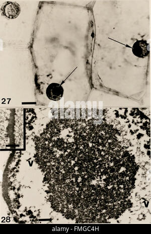 Cytological methods for the detection, identification, and characterization of orchid viruses and their inclusion bodies (1985) Stock Photo