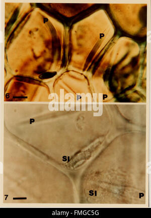 Cytological methods for the detection, identification, and characterization of orchid viruses and their inclusion bodies (1985) Stock Photo