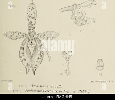 This book features detailed illustrations of orchids native to southern ...