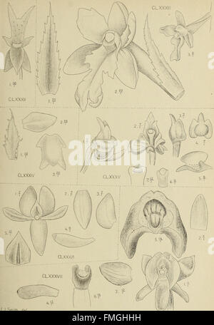 *Die Orchideen von Java* is a comprehensive work that includes various ...