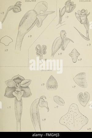 Die Orchideen von Java, orchids, 20th-century botany, tropical plants ...