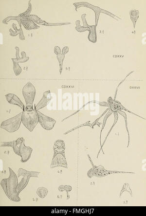 *Die Orchideen von Java* focuses on the diverse species of orchids ...