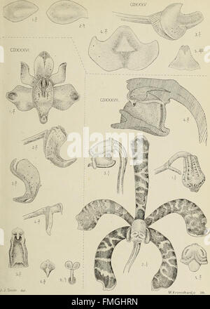 'Die Orchideen von Java' is a botanical work that features ...