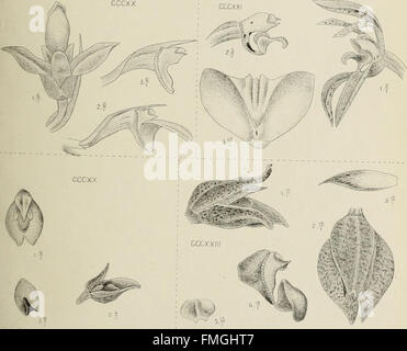 This 1905 study explores the native orchid species of Java, detailing ...