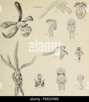 This work explores the diverse species of orchids, with illustrations ...