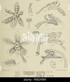 'Die Orchideen von Java' explores the diverse species of orchids native ...
