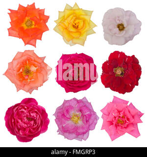 Collection of beautiful roses isolated on white background Stock Photo