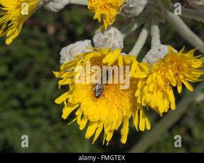 acaulis sonchus dandelion endemic