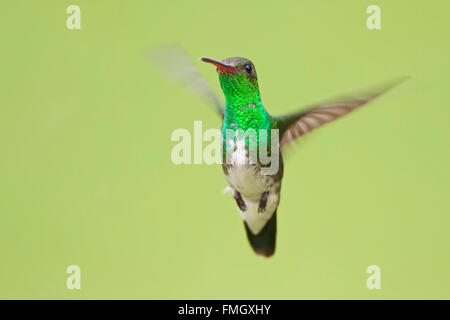 Glittering-throated Emerald (Amazilia fimbriata) in flight against clean background, Itanhaem, Brazil Stock Photo