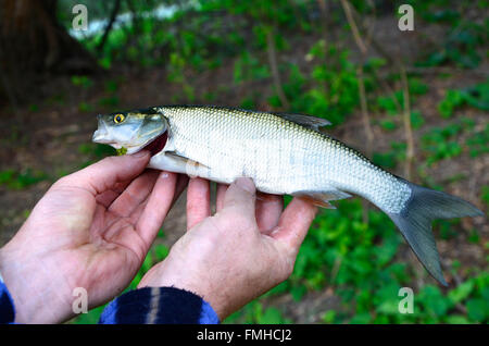 Asp (Aspius aspius) Fish in hand fisherman closeup. Stock Photo