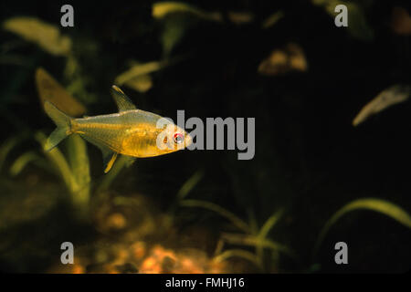 Lemon Tetra tropical fish, Hyphessobrycon pulchripinnis Stock Photo