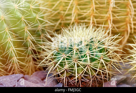Plants and trees: cactus close-up, sunlight from above, abstract floral pattern Stock Photo