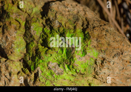 Green lichen on a rock surface. Stock Photo