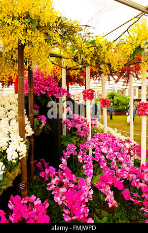Taiwan Orchid Growers,Five day calendar Event,The Queen attends on the First Day,Chelsea Flower Show 2015,London,UK Stock Photo