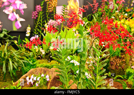 Orchid Society of Great Britain,Very Popular Five day calendar Event,The Queen attends on the First Day,Chelsea Flower Show 2015 Stock Photo