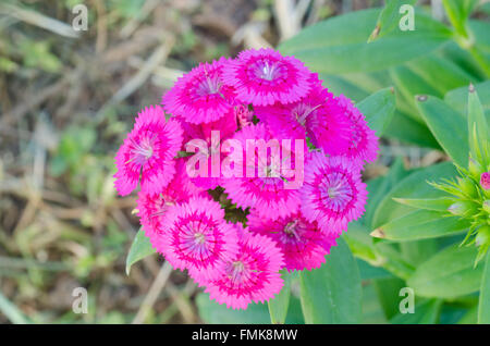 Dianthus chinensis (China Pink, Sweet William flower ) Stock Photo
