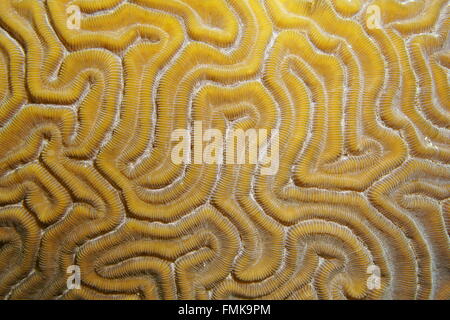 Underwater marine life, close up of grooved brain coral, Diploria labyrinthiformis, Atlantic ocean Stock Photo