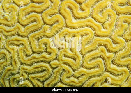 Maze of grooved brain coral, Diploria labyrinthiformis, close-up, Caribbean sea Stock Photo