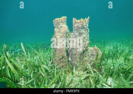 Underwater marine life, giant barrel sponge, Xestospongia muta, on grassy seabed, Caribbean sea Stock Photo