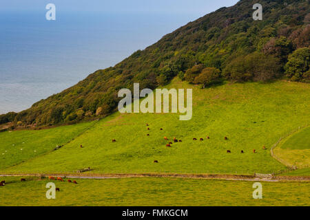 Devon Red cattle grazing in the field below Lee Abbey near Lynton, North Devon, England, UK Stock Photo