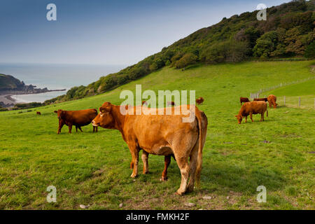 Devon Red cattle and calves grazing in the field below Lee Abbey near Lynton, North Devon, England, UK Stock Photo