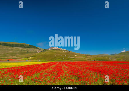 Castelluccio di Norcia, Umbria, the green heart of Italy. The flowering magic that blooms every year between June and July. Stock Photo