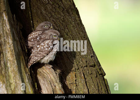 Little Owls / Minervas Owl  ( Athene noctua ), young siblings, sitting together in the sun in front of their nesting site. Stock Photo