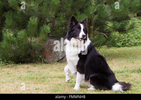 Border collie is sitting on the lawn. It has a raised right paw and head rotates backward. Stock Photo