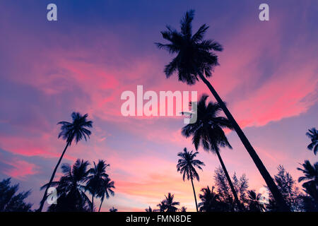 Coconut palms, sharply silhouetted against tropical sunset in Thailand. Palms trees on sky background. Stock Photo