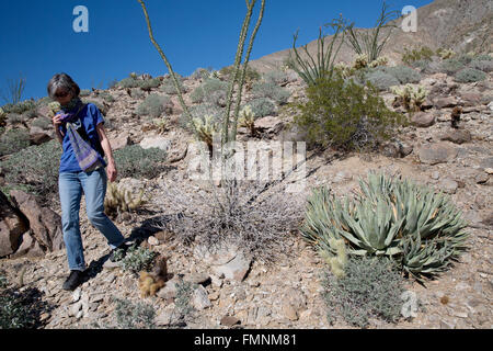 Woman walking in desert environment, Anza-Borrrego Desert State Park, California, USA Stock Photo