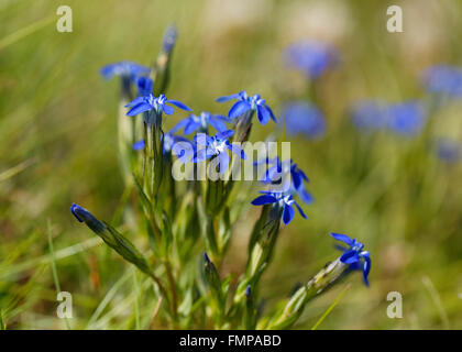 Alpine gentian (Gentiana nivalis), Carinthia, Austria Stock Photo