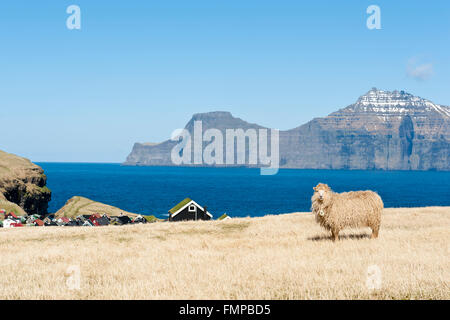 Sheep on pasture by the sea in the village of Gjógv, Eysturoy, Atlantic, Faroe Islands, Føroyar, Denmark Stock Photo