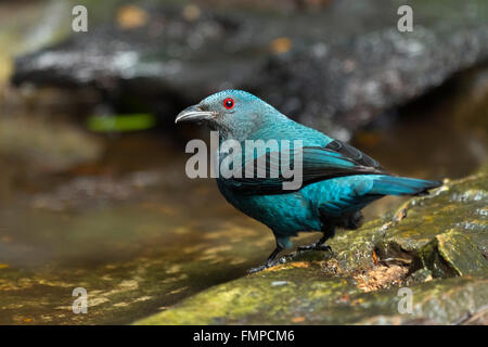 Female Asian fairy-bluebird (Irena puella), Kaeng Krachan National Park, Phetchaburi, Thailand Stock Photo