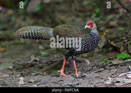 Kalij pheasant (Lophura leucomelanos crawfurdi), female, Kaeng Krachan National Park, Phetchaburi, Thailand Stock Photo