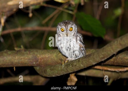 Oriental scops owl (Otus sunia), Kaeng Krachan National Park, Phetchaburi, Thailand Stock Photo