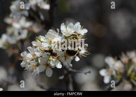 Chickasaw plum in bloom with Bumblebee Stock Photo