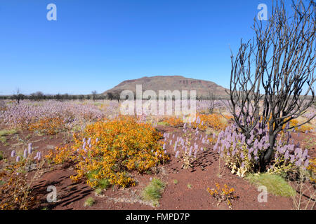 Desert Bloom in the Pilbara, Western Australia, WA, Australia Stock Photo