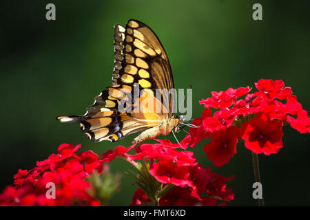 Giant swallowtail butterfly feeding on verbena flowers in summer garden. Stock Photo
