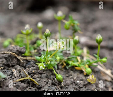 Annual pearlwort (Sagina apetala). A tiny plant with green flowers in the family Caryophyllaceae, flowering on disturbed ground Stock Photo