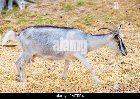 beautiful gray goat on a dry straw Stock Photo