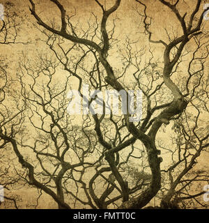 grunge frame with tree silhouettes Stock Photo