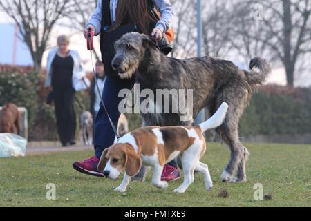 Birmingham, UK. 13 March 2016. Dogs arrive at the start of the final day at Crufts which celebrates its 125th Anniversary this year. Credit: Jon Freeman/Alamy Live News Stock Photo