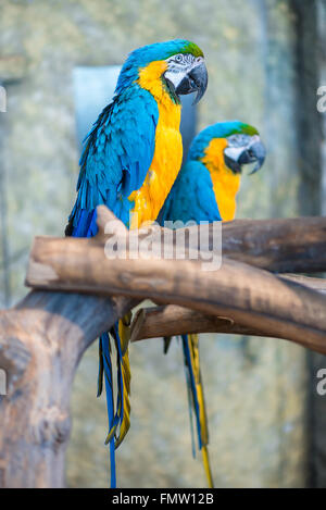 big beautiful parrots couple on a branch Stock Photo