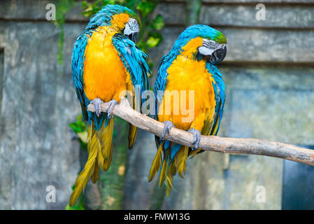 portrait of a beautiful pair of parrots on a tree branch Stock Photo
