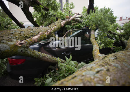 Smashed car from a large fallen tree in Kansas City, Missouri. Stock Photo